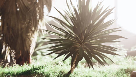 Palm leaf illuminated by a sun ray in the heart of the forest