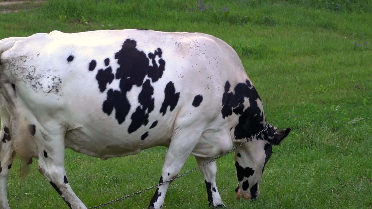A white cow with black spots eating grass and walking on a meadow