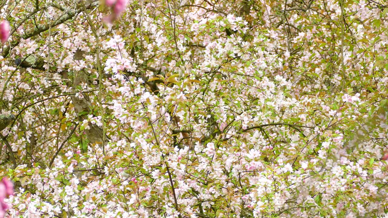 Bird Hopping On Small Branches Of Blossoming Apple Tree In Springtime. Static Shot