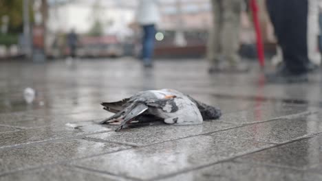 dead pigeon on a city street