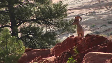 Mittlere-Aufnahme-Eines-Wüsten-Dickhornschafes-Auf-Einem-Hügel-Im-Zion-Nationalpark-1