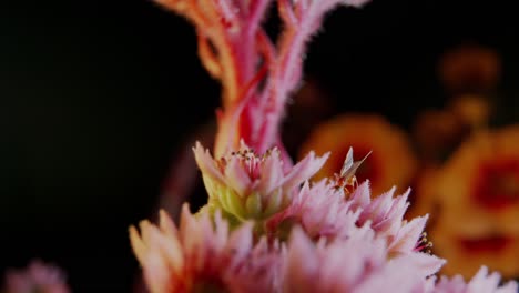 Hormiga-Naranja-Con-Alas-Caminando-Sobre-Una-Flor-Muy-Colorida-Con-Una-Macro-De-Fondo-Negro