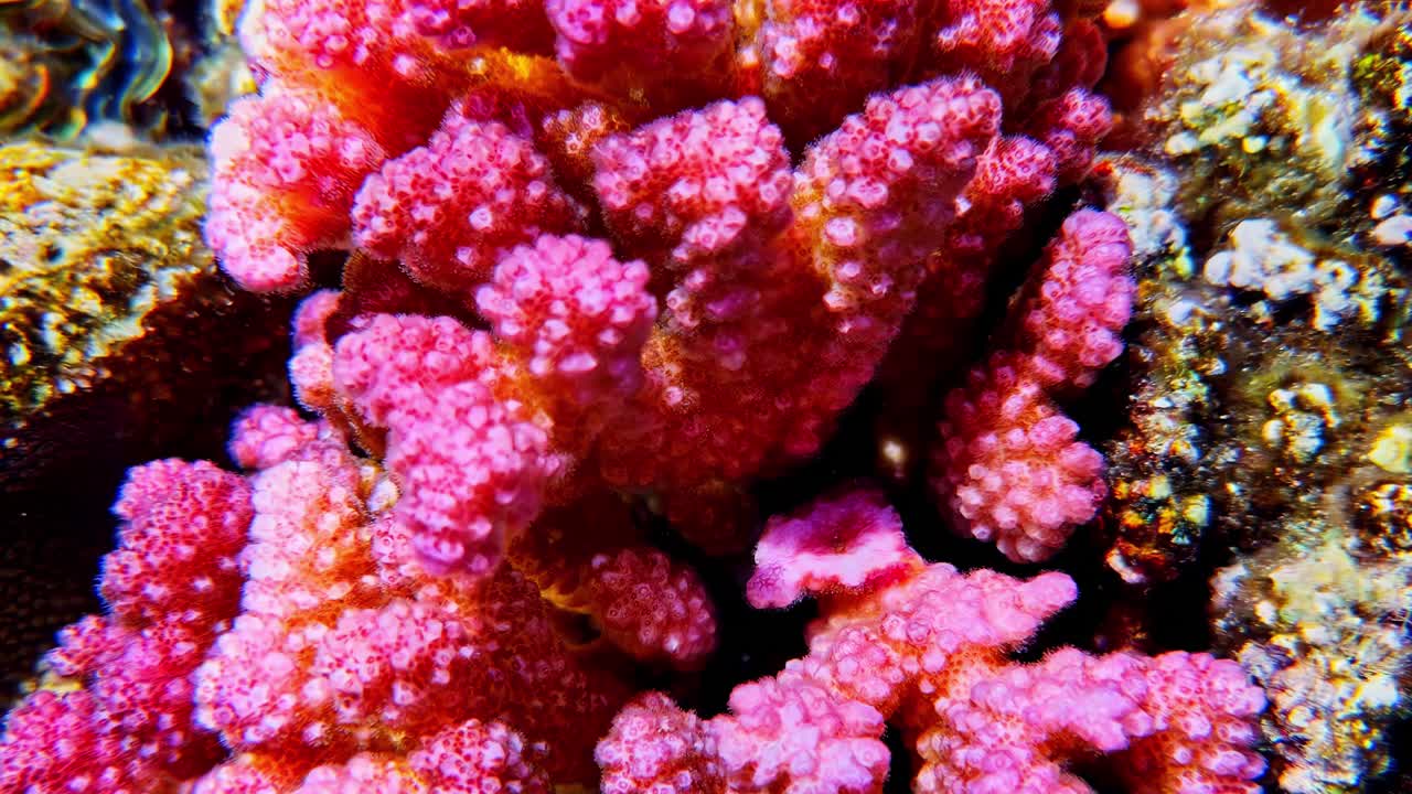 Vibrant coral reef in Sharm El-Sheikh, underwater beauty and tranquility