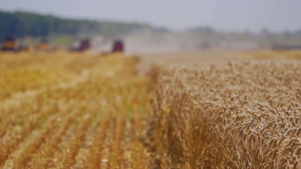 Combine harvest ripe wheat on farm. Harvesting in the process of gathering a ripe crop from the fields