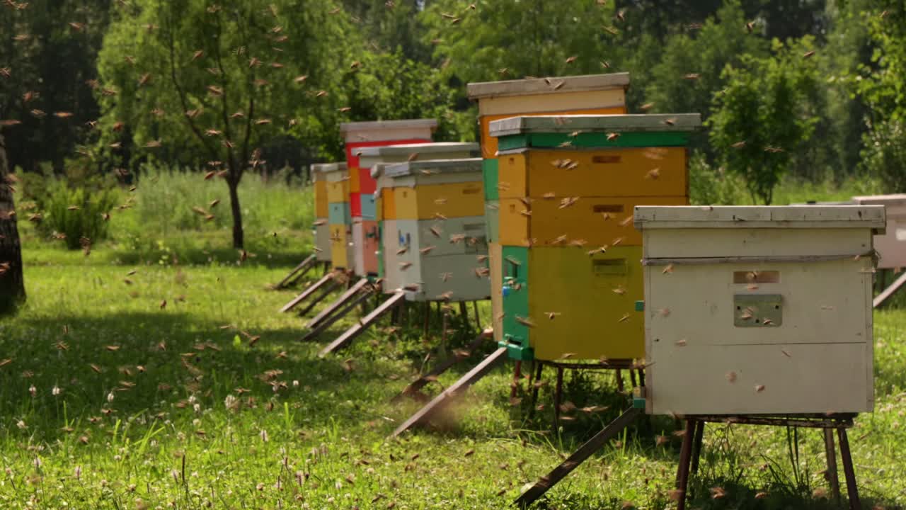 Beehives in a field