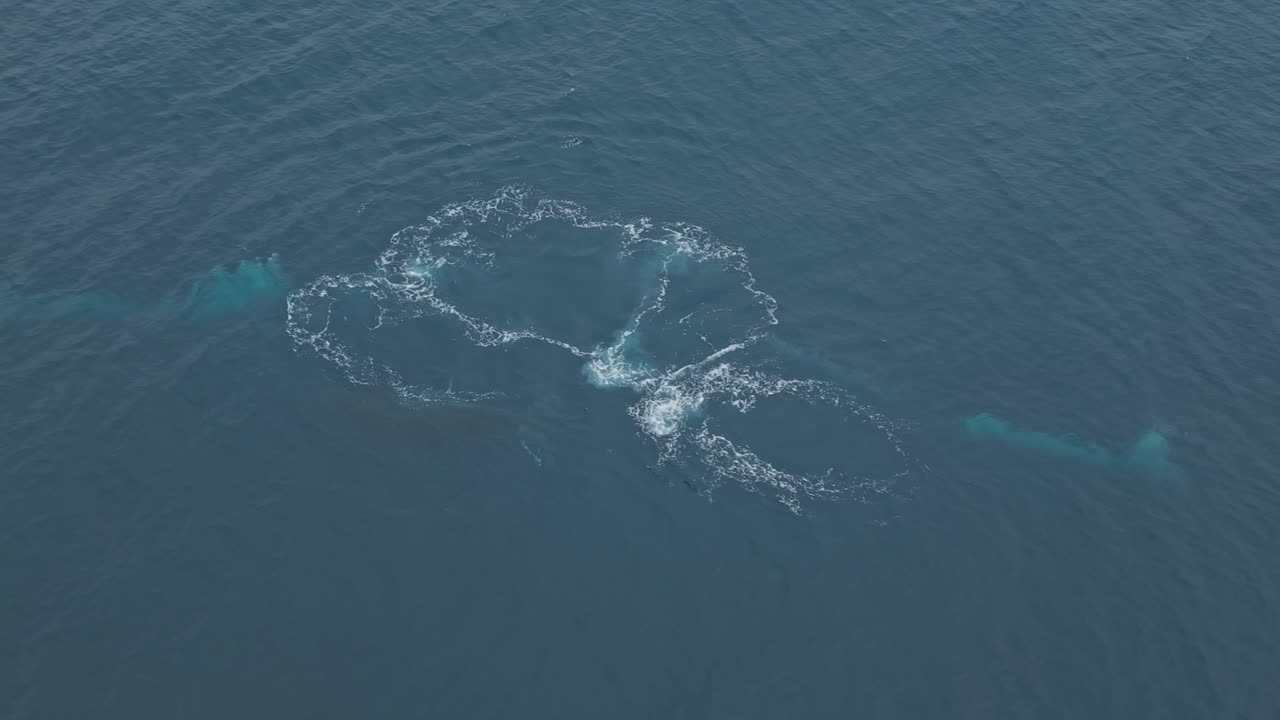 Humpback whales swim in calm ocean waters near Manta, Ecuador