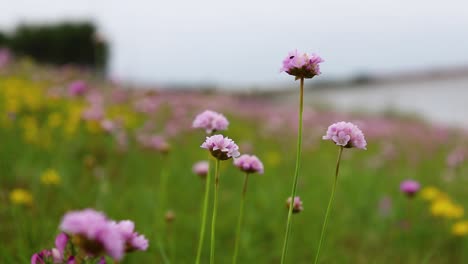 viento que sopla flores de color púrpura en un campo junto al mar cerrar estático