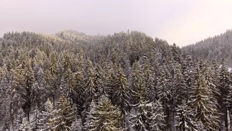 Luftaufnahme-Eines-Waldes-Bei-Starkem-Schneefall