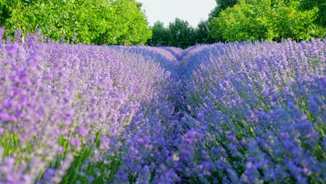 perspectiva personal de la vista de caminar en un campo con plantas de lavanda al amanecer.
