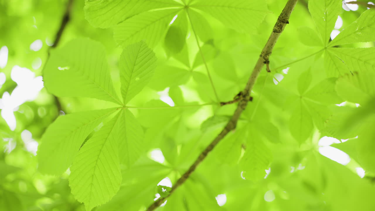 나무의 녹색 잎