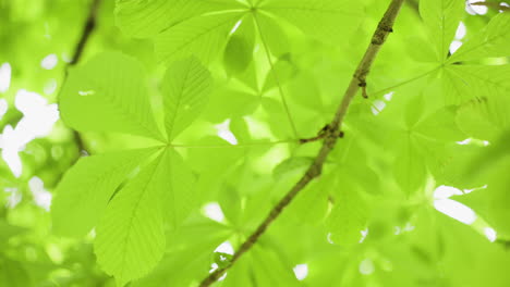green leaves of a tree