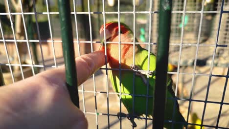 a sociable parrot, a lovebird, likes to be stroked on the head.