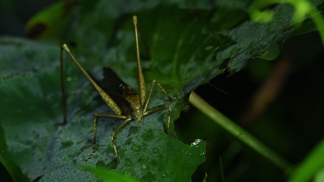saltamontes americanos, grillo de arbusto, tettigoniidae, imágenes de 4k