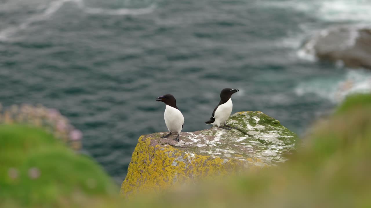 un par de aves marinas aleteando y acicalándose sus alas mientras se sientan en un acantilado en una colonia de aves marinas con agua turquesa en el fondo en la isla de handa, escocia