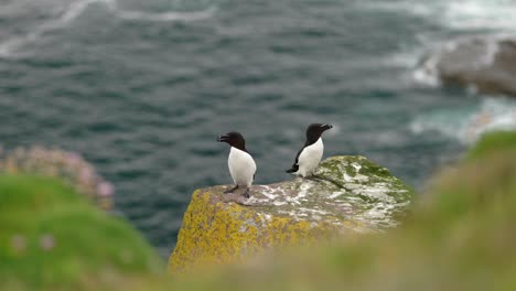 A-pair-of-seabirds-flapping-and-preening-their-wings-while-sitting-on-a-cliff-in-a-seabird-colony-with-turquoise-water-in-the-background-on-Handa-Island,-Scotland