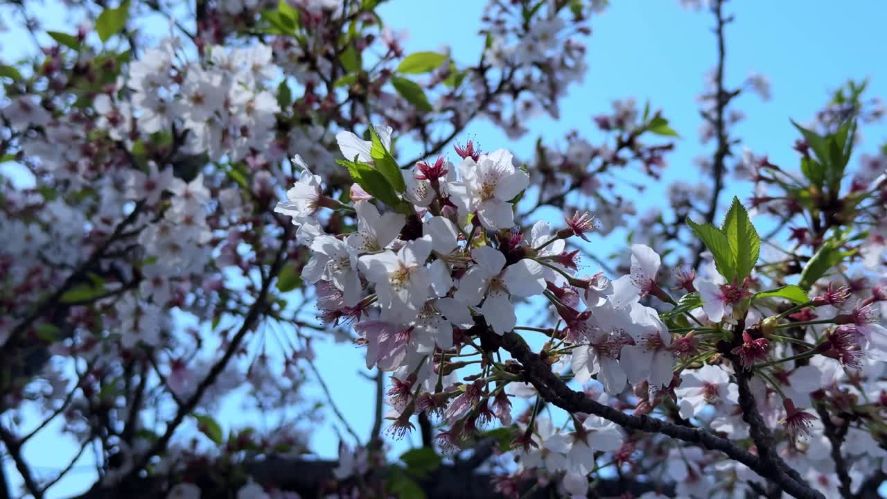 Cherry blossoms in full bloom under a clear blue sky in Tokyo, Japan