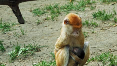 mono patas sentado en el suelo y sosteniendo a su bebé en el zoológico de gdansk en polonia