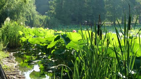 Wasserteichufer,-überfüllt-Von-Lotusblättern-Und-Schilf,-Zeitlupe