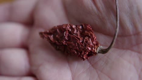 close up pan right of a ghost pepper in a man's hand