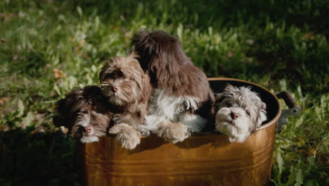 A-bucket-with-a-few-little-puppies-stands-on-the-green-grass