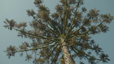 view from below looking up at an araucaria tree