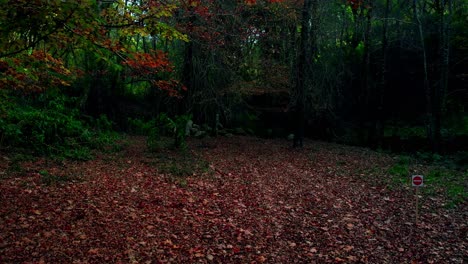 Hermoso-Bosque-De-Otoño.-Fondo-De-La-Naturaleza