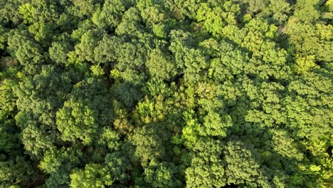 Straight-down-on-summer-forest-drone-shot-gimbal-pan-up-to-mountain-pond