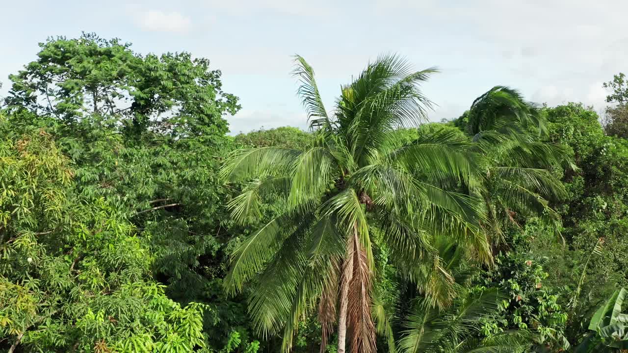 palmeras de coco tropicales meciéndose en el viento en 4k