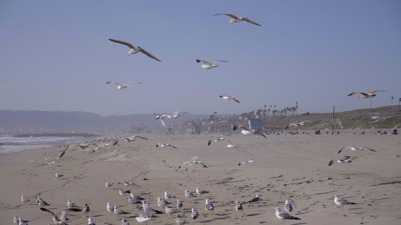 Gaivota voando antes do pôr do sol na Praia de Santa Mônica, LA, CA