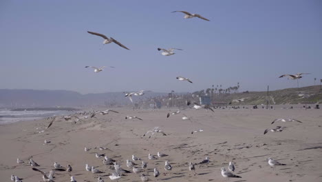 Seagull-flying-before-Sunset-in-Santa-Monica-Beach,-LA,-CA