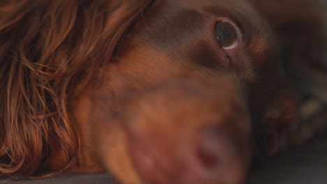 Close-up-of-sleepy-dachshund-sausage-dog-lying-on-it's-side-slowly-falling-asleep