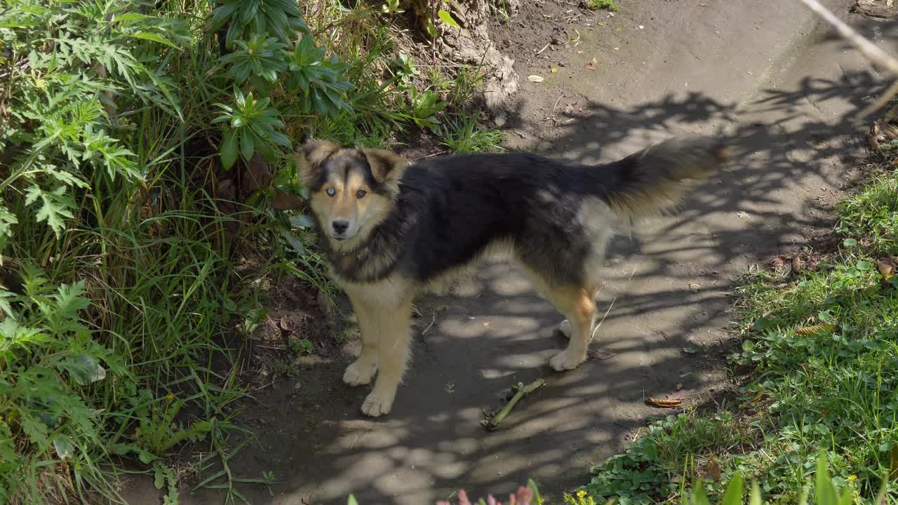 A dog stands on a garden path, wagging its tail before walking out of the frame while the outdoor environment remains unchanged