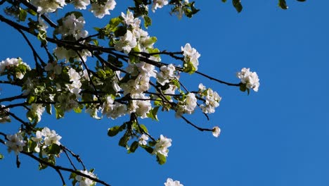 Apple-tree-bloom-with-clear-blue-sky-background