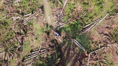 Land-clearing-oil-palm-with-excavator.