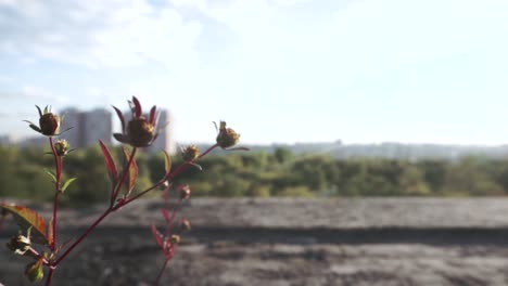 cityscape with plants