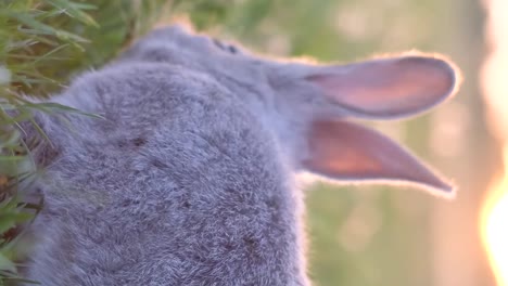 a small gray rabbit sitting on green grass in a sunlit field, looking attentively to the side. high quality 4k footage