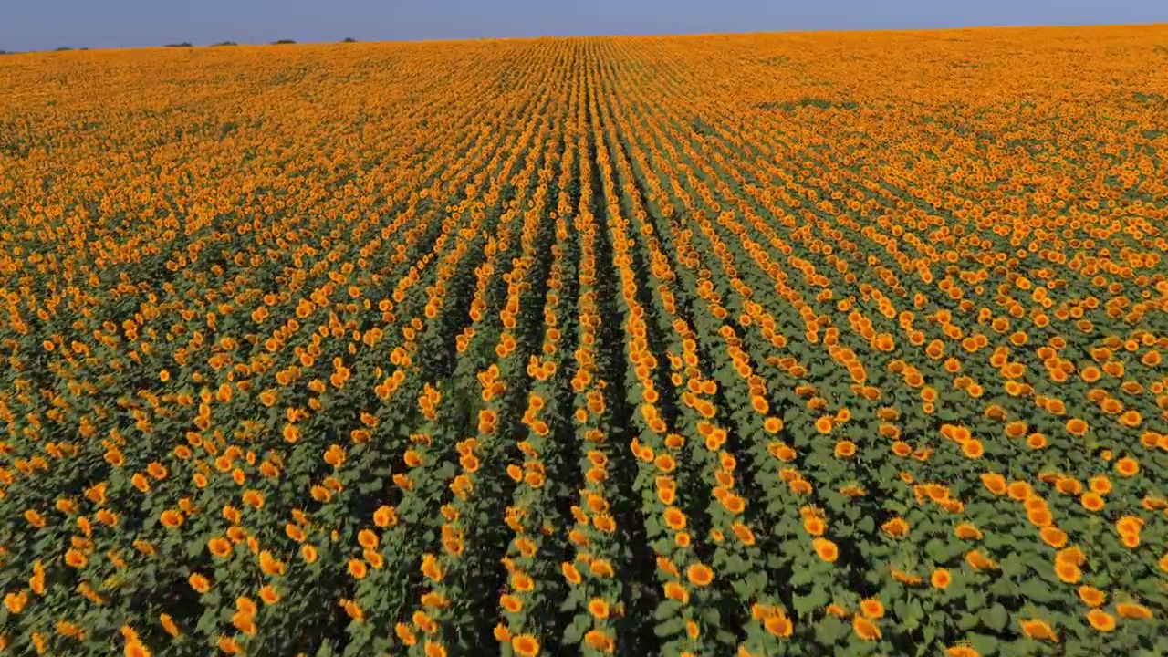 Vista aerea con drone di un campo di girasoli con molti fiori gialli sotto un cielo estivo luminoso, che simboleggia l'agricoltura e la natura. Moldova
