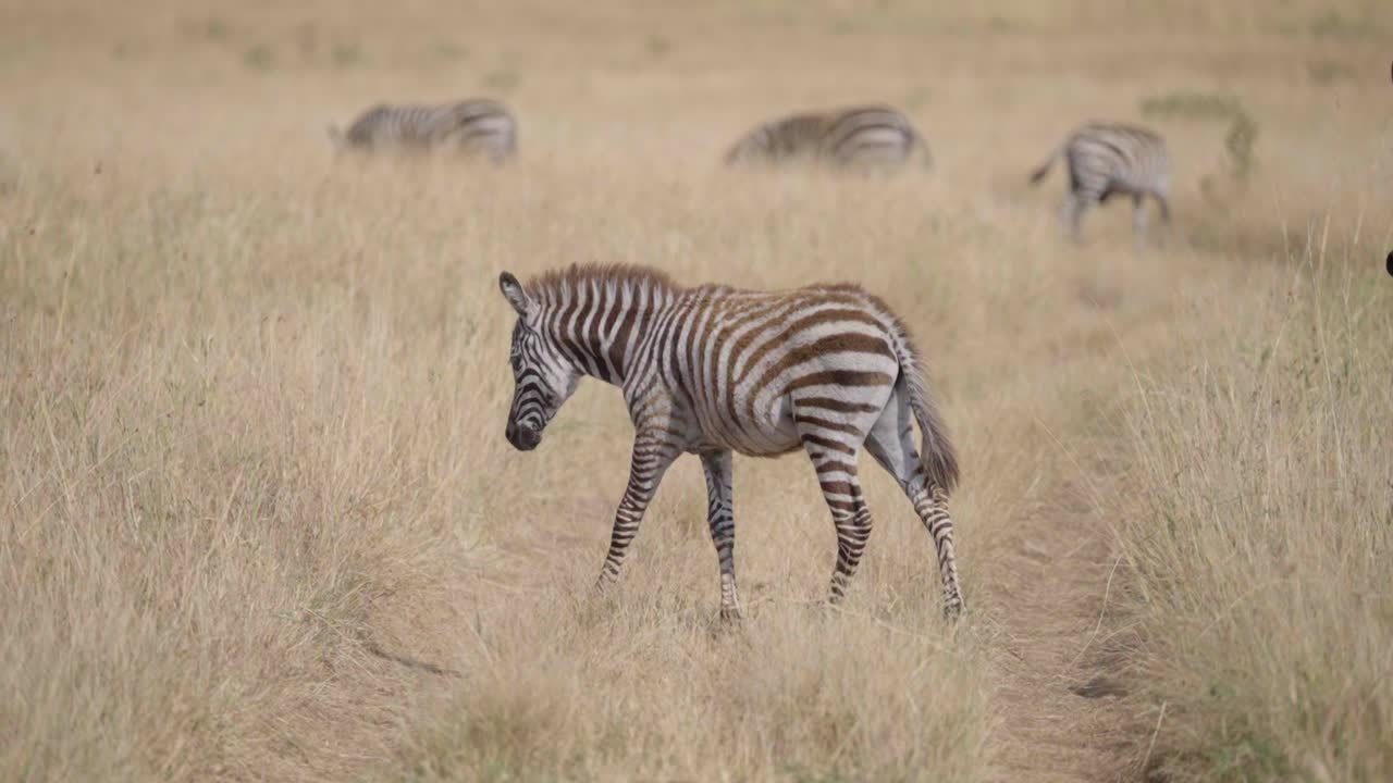 Una giovane zebra cammina attraverso le praterie del Maasai Mara, immersa nel caldo bagliore della luce dorata.