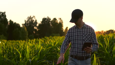 Bauer-Mit-Tablet-Im-Feld.-Hübsche-Junge-Frau-Hält-Bei-Sonnenuntergang-Ein-Tablet-Im-Feld