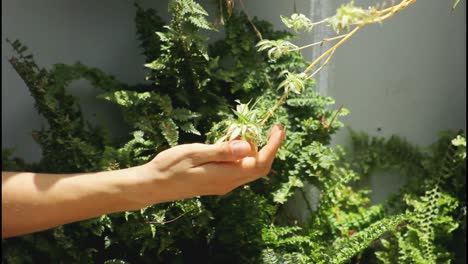 persona tocando una planta