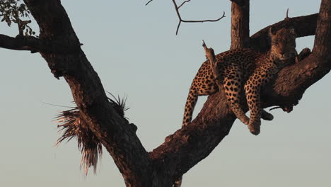 el leopardo hembra yace en la rama del árbol con la muerte del puercoespín a su lado