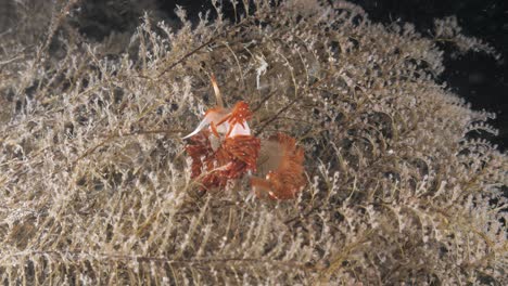 two sakuraeolis species nudibranchs mating on a sea hydroid lit up by a scuba divers underwater light