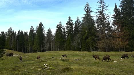 Gruppe-Von-Gämsen-Beim-Gehen,-Laufen-Und-Grasen