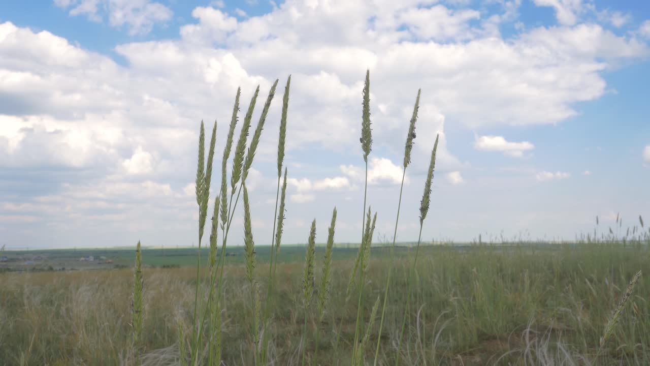 부분적으로 구름이 많은 하늘 아래 높은 풀의