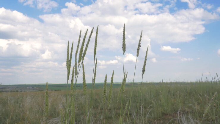 Campo di erba alta sotto un cielo parzialmente nuvoloso