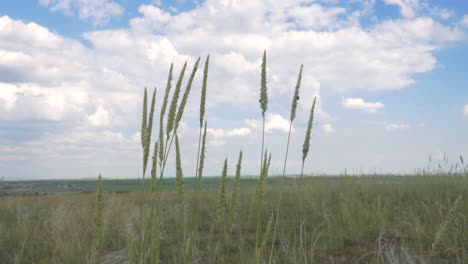 field of tall grass under a partly cloudy sky