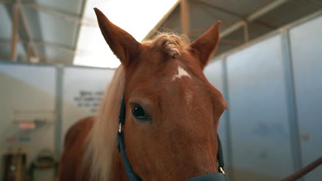 Melena-Trenzada-De-Un-Hermoso-Caballo-Castaño-Siendo-Arreglado-En-Su-Establo---Cámara-Lenta