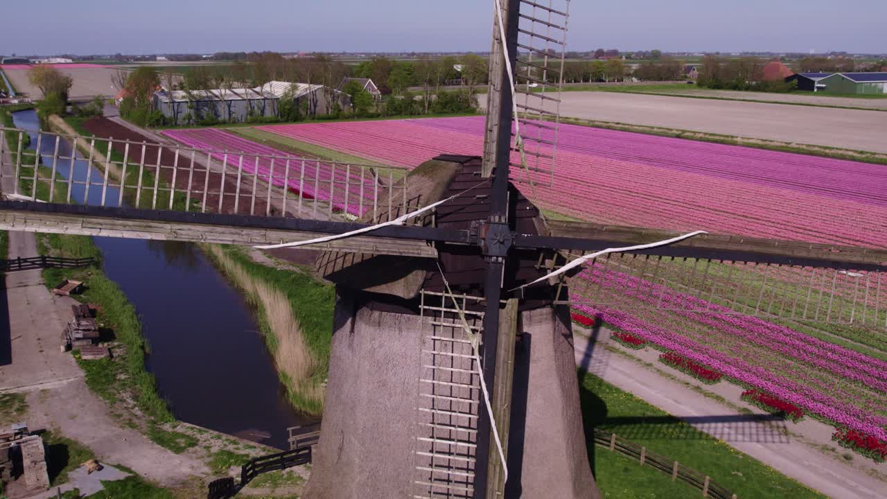 Luftfoto af Schermerhorn med tulipaner, blomster, vindmølle, der viser dramatisk landskab i Holland.