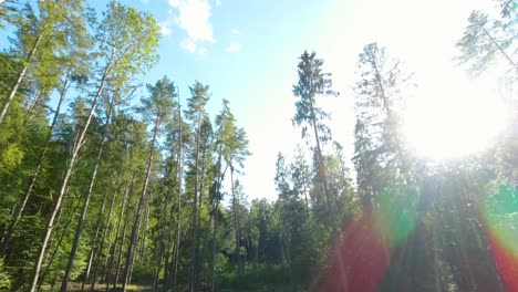 Slow-Aerial-Rising-Through-Forest-Trees-With-Sunlight-Hitting-Lens-Creating-Lens-Flares