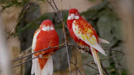 red white colored parakeet birds perched on branch in nature